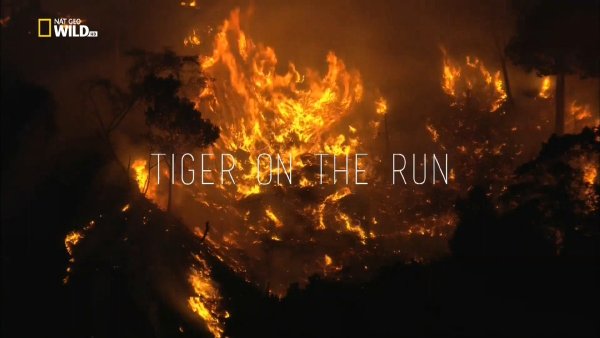 Nat Geo Wild HD - Tiger on the run / Тигърът-беглец (2016)