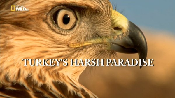 Nat Geo Wild HD - Turkeys harsh paradise /Дивата Турция (2016)